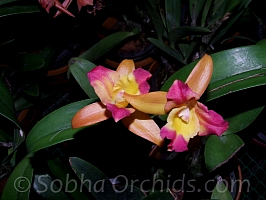 brazilian cattleya